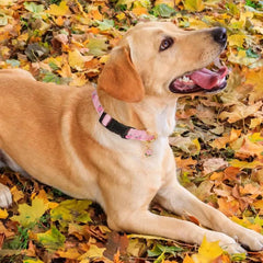 Print Adjustable Polyester Pet Collar with Metal Rings Dog Collar