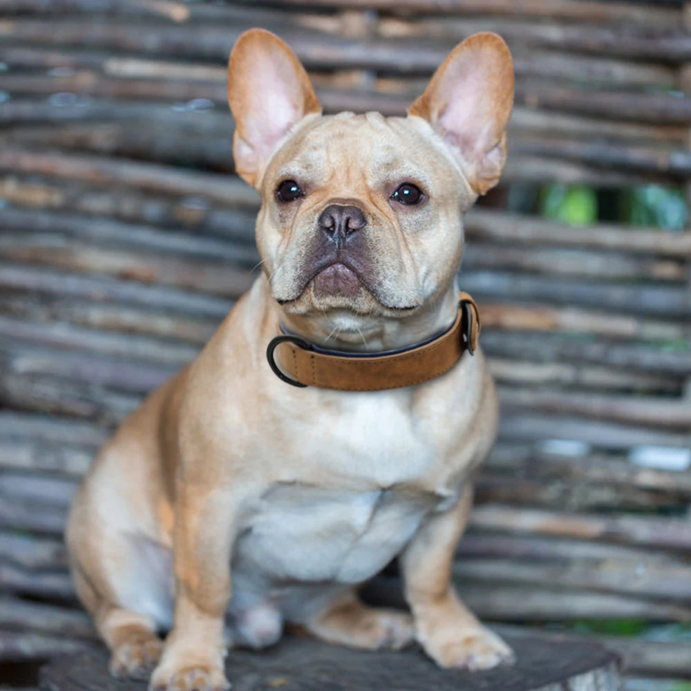 Soft Padded Adjustable Bulldog Chihuahua Necklace Leather Dog Collar