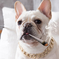Training Dog Collar Gold Chain Necklace For Bulldog Small Medium Dog
