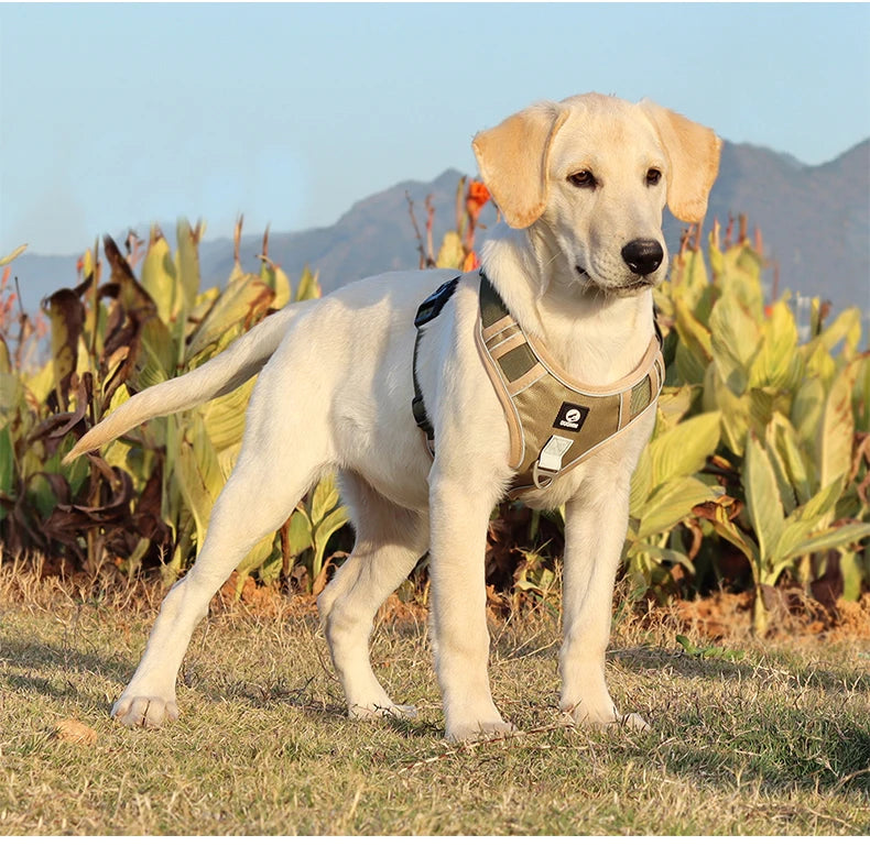 Durable Dog Harness & Leash Set Reflective Strap Adjustable Chest & Back Straps